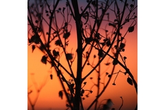 Image Mugwort growing in a field and backlit by the setting sun.